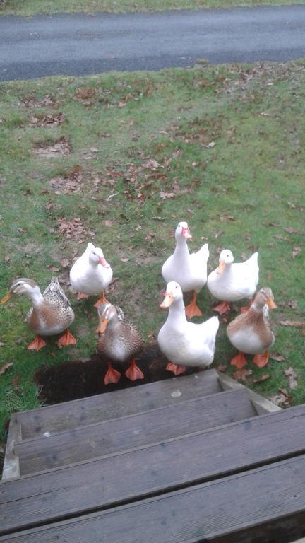 Hebergement dans un Domaine à Litteau Exterior foto